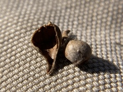 Caryomyia caryaecola