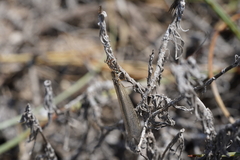 Creoleon lugdunensis