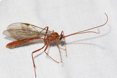 Ophion variegatus