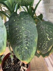 Dieffenbachia seguine