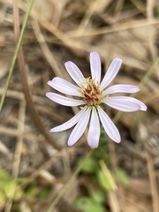 Symphyotrichum adnatum