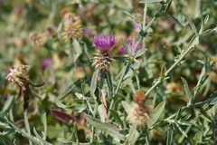 Centaurea valentina