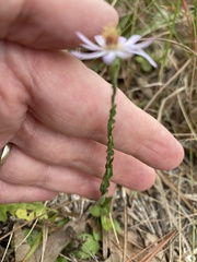 Symphyotrichum adnatum