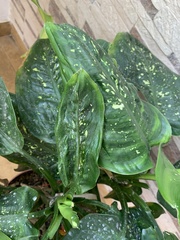 Dieffenbachia seguine