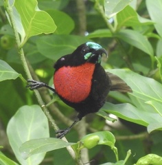 Chalcomitra senegalensis gutturalis
