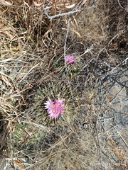 Echinofossulocactus crispatus