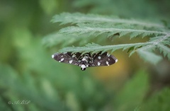 Bocchoris inspersalis