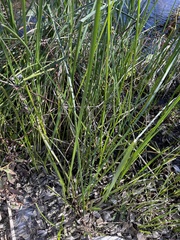 Schoenoplectus americanus