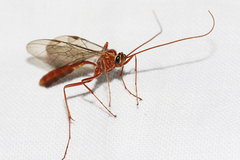 Ophion variegatus