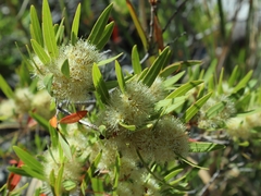 Metrosideros angustifolia