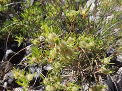 Metrosideros angustifolia