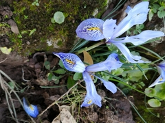 Iris histrio