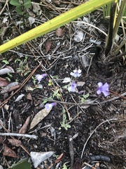 Pinguicula pumila