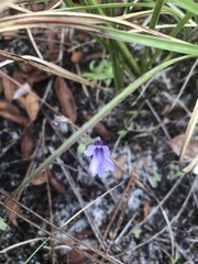 Pinguicula pumila