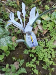 Iris histrio