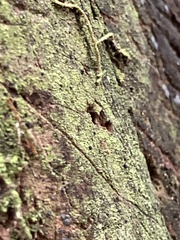 Chrysothrix candelaris