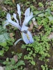 Iris histrio