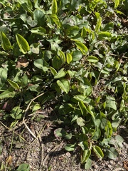 Anemopsis californica