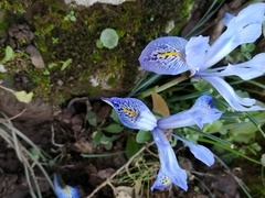 Iris histrio
