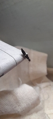 Staphylinidae