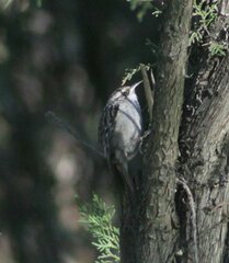 Certhia brachydactyla