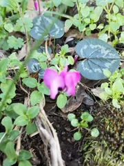 Cyclamen coum