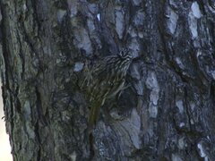 Certhia brachydactyla