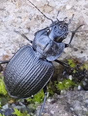 Licinus punctatulus