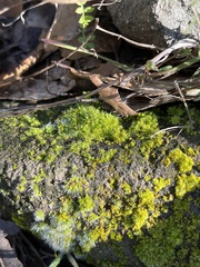 Bryum argenteum
