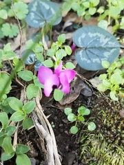 Cyclamen coum