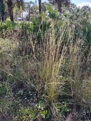 Aristida stricta