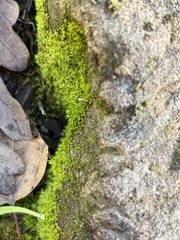 Bryum argenteum