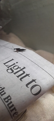 Staphylinidae