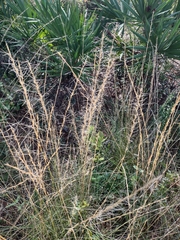 Aristida stricta