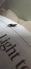 Staphylinidae