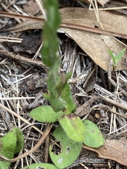 Symphyotrichum adnatum