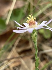 Symphyotrichum adnatum