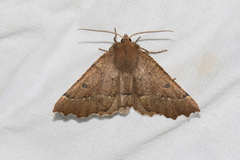 Odontopera bidentata