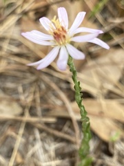 Symphyotrichum adnatum