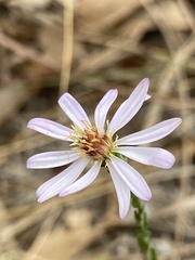 Symphyotrichum adnatum