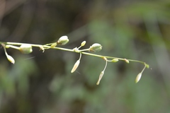 Echeandia parviflora