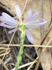 Symphyotrichum adnatum