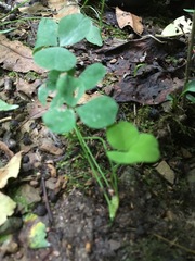 Trifolium stoloniferum