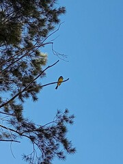 Tyrannus melancholicus