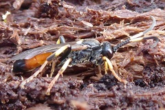 Ichneumonina