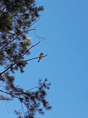 Tyrannus melancholicus