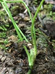 Trifolium stoloniferum