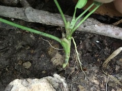 Trifolium stoloniferum