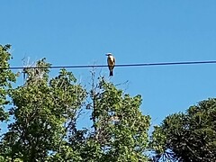 Pitangus sulphuratus