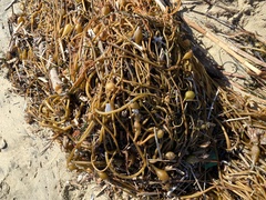 Macrocystis pyrifera